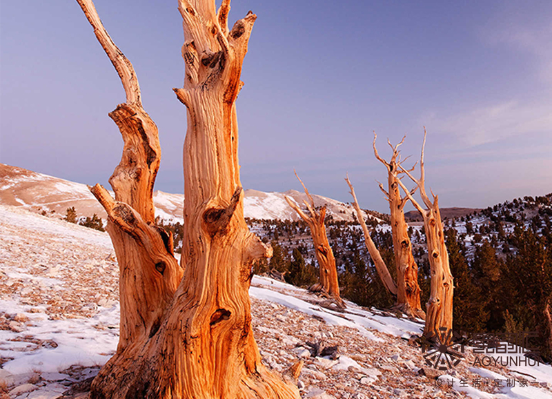 懷舊復(fù)古木色